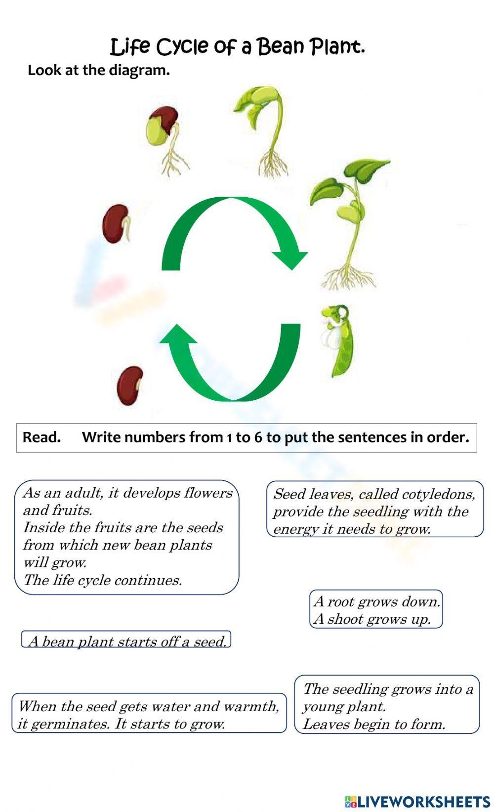 Printable Plant Life Cycle Worksheet Pdf