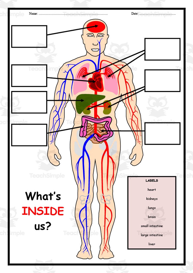 Printable Muscle Labeling Worksheet