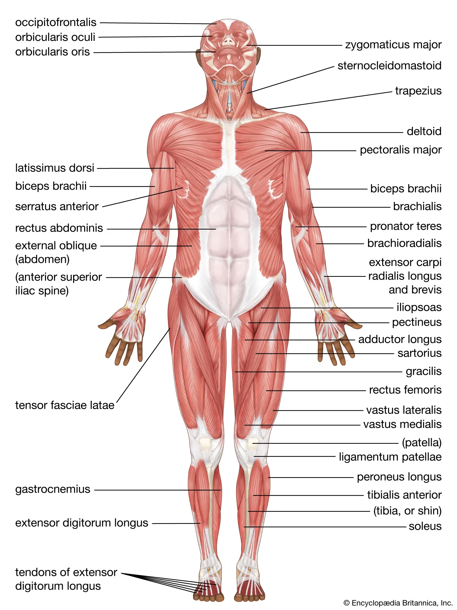 Human Muscle System Functions Diagram Facts Britannica