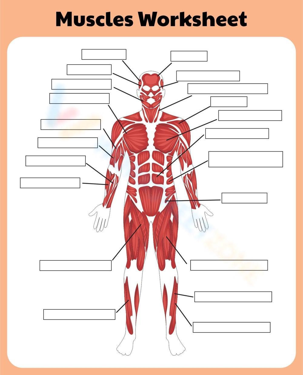 Muscle Worksheet Anatomy Learning Worksheet
