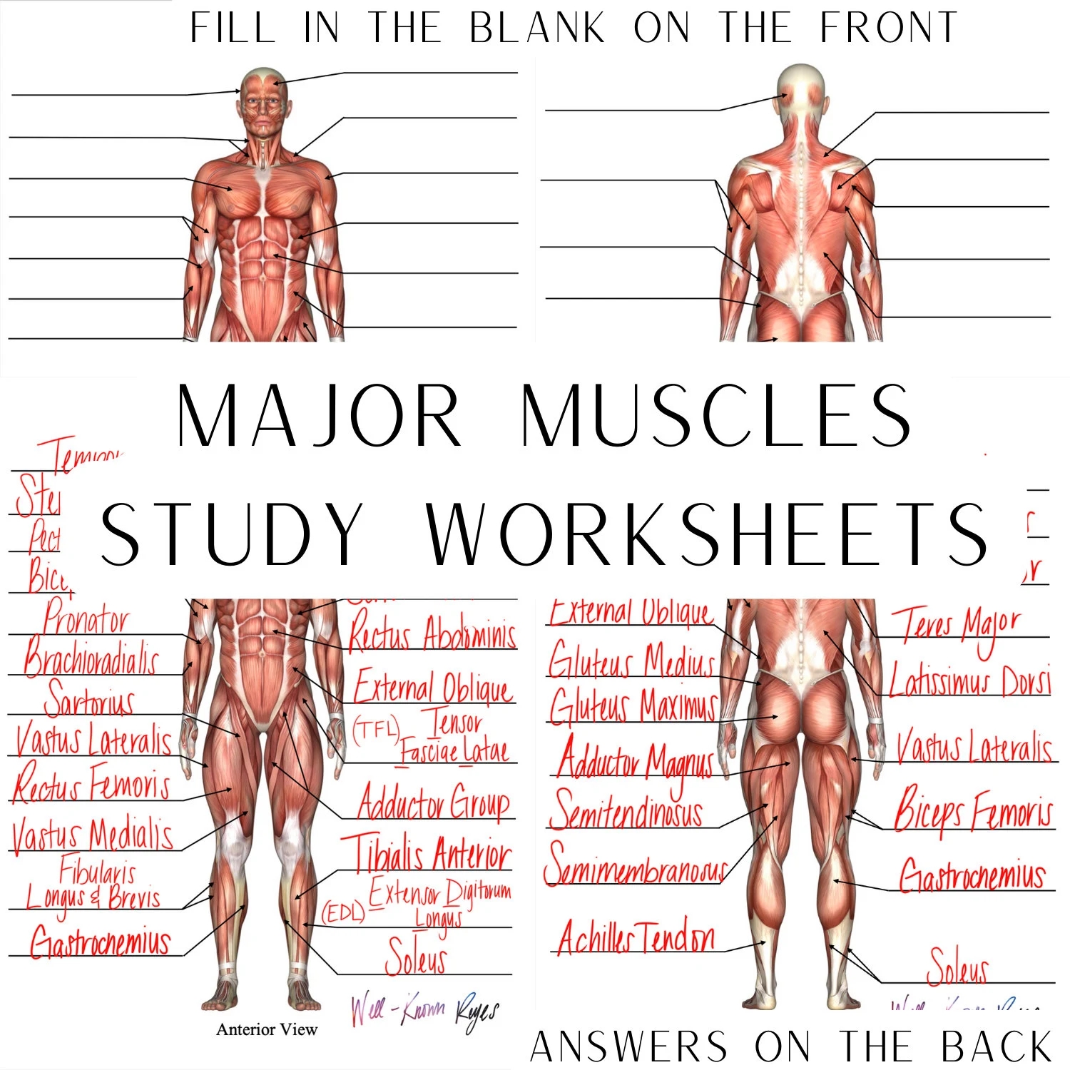 Muscular System Major Muscles Anatomy Physiology Study Worksheets Digital Download Anterior View Posterior View Etsy