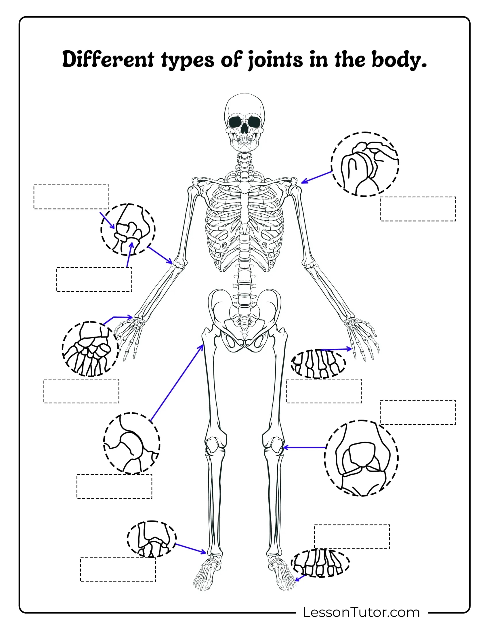 Printable Skeletal System Worksheet
